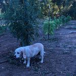 Max Driscoll - @antipughero - Instagram