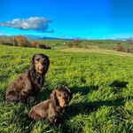 Lee 👱🏼‍♀️| 🐾 Max & Duke 🐶🐶🐾 - @the_choccywoccy_cockers - Instagram