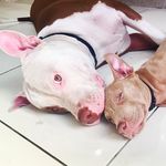Max & Duke - @max.duke_ - Instagram