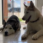 Max & Duke - @siberianhusky_max_ - Instagram