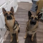 Max & Duke - @maxdukegsd - Instagram