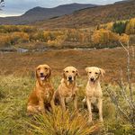 Max, Paddy & Duke - @maxfactorpaddypowerdynamoduke - Instagram
