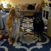 maxduke - @maxanddukethedogs - TikTok