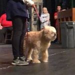 Max Durham - @maxxer.dog - Instagram