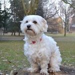 Max Dvořák - @dvorak.max - Instagram