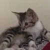 max noeckel - @maxnoeckel._ - TikTok