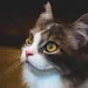 edmondmax - @edmondmax - TikTok