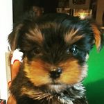 Max Quinn Edmonds - @max_quinn_the_great - Instagram