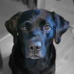 Max Eldridge-Hartley-Smith - @max_the_black_labrador_swindon - Instagram