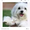 Yekeler yğnağı - @maxeley_axeley_059 - TikTok