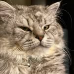 Max Elliot 😾 - @_dailydoseofmax - Instagram