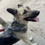 Maxender le Loup � - @maxenderleloup - Instagram