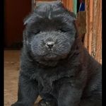 petter - @max_petter_.chowchow - Instagram