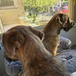 Ezra & Max, the Border Terriers - @ezra_and_max_the2ndcity_bts - Instagram
