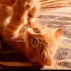 Max - @max_vashenko_fant - TikTok