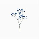 @max_flowers__ - Instagram