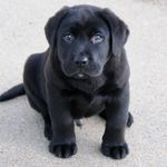 Max Floyd - @max.da.pup - Instagram