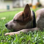 Max Gallegos Salazar - @maxthecattledog - Instagram