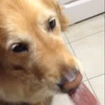 Max🐶 - @max_garrison_thedog - Instagram