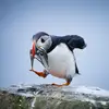 Max  Gorenstein - @maxgorenstein69420 - TikTok