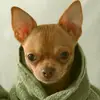 dit_x_animals - @max_goss1 - TikTok