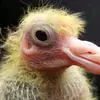 Max Goß - @max.goss - TikTok