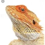 max grady - @lizzard_man123 - Instagram
