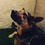 Max Grimes - @max_the_superdog - Instagram