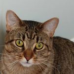 Max Grimes - @angry_litten - Instagram