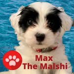 Max Guerrero Manstretta - @max_themalshiatdania - Instagram