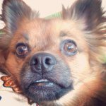Max Guidry - @maxthepomchi - Instagram