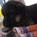 Max Tanwar - @max.guinness - Instagram