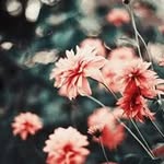 Gump Max - @gump.max - Instagram
