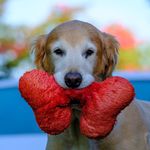 Max Gustafson - @my_one_acre_woods - Instagram