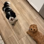 Max and Bear Guthrie, real estate dogs - @max_and_bear_real_estate_dogs - Instagram