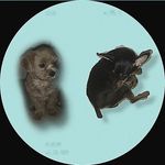 Bruno max hadley - @brunoandfriends_568 - Instagram