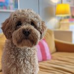 Max Hadley - @mynameismaximushadley - Instagram
