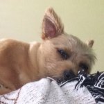 Max Hadley - @i_am_a_awesome_dog_ - Instagram