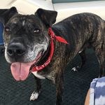 Max Haley - @maxxie_the_staffie - Instagram