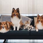 Theo, Max, Lexie, Juno, Nala, Haley, Lucky - @5_shelties_2_cats - Instagram
