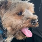 𝐵𝑢𝑠𝑡𝑒𝑟♥︎♥︎ - @buster_max_hamblin - Instagram