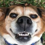 Max 🐶 - @maxwell.haney - Instagram