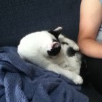 Max Haney - @maxrudycat - Instagram