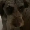 Max Hankins - @baileydog34521 - TikTok