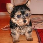Max Hanks - @puppypoo_loveyou - Instagram