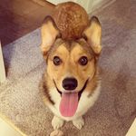 Max Haru Hanlon - @maxcorgigram - Instagram