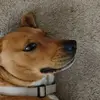 Max Hansen - @max.hansen31 - TikTok