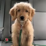 Max Hardie - @max_teh_goldendoodle - Instagram