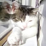 Max Hardin - @_.max.__pets - Instagram