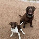 happy life of two dogs 🐕🐻 - @max_harry_dogslife - Instagram